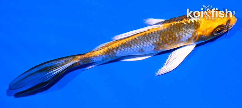 Orange Koi Fish For Sale – Page 21