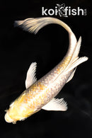 7" GINRIN LEMON HARIWAKE BUTTERFLY