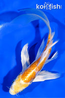 5.5" DOITSU HARIWAKE BUTTERFLY