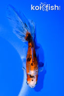 5.5" CALICO WAKIN GOLDFISH