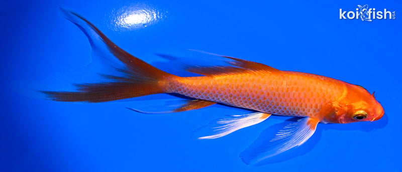 5.75" ORENJI OGON BUTTERFLY