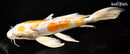 11.5" KIKUSUI BUTTERFLY
