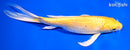 7.5" YAMABUKI OGON BUTTERFLY