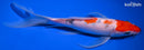 9.75" SANKE BUTTERFLY