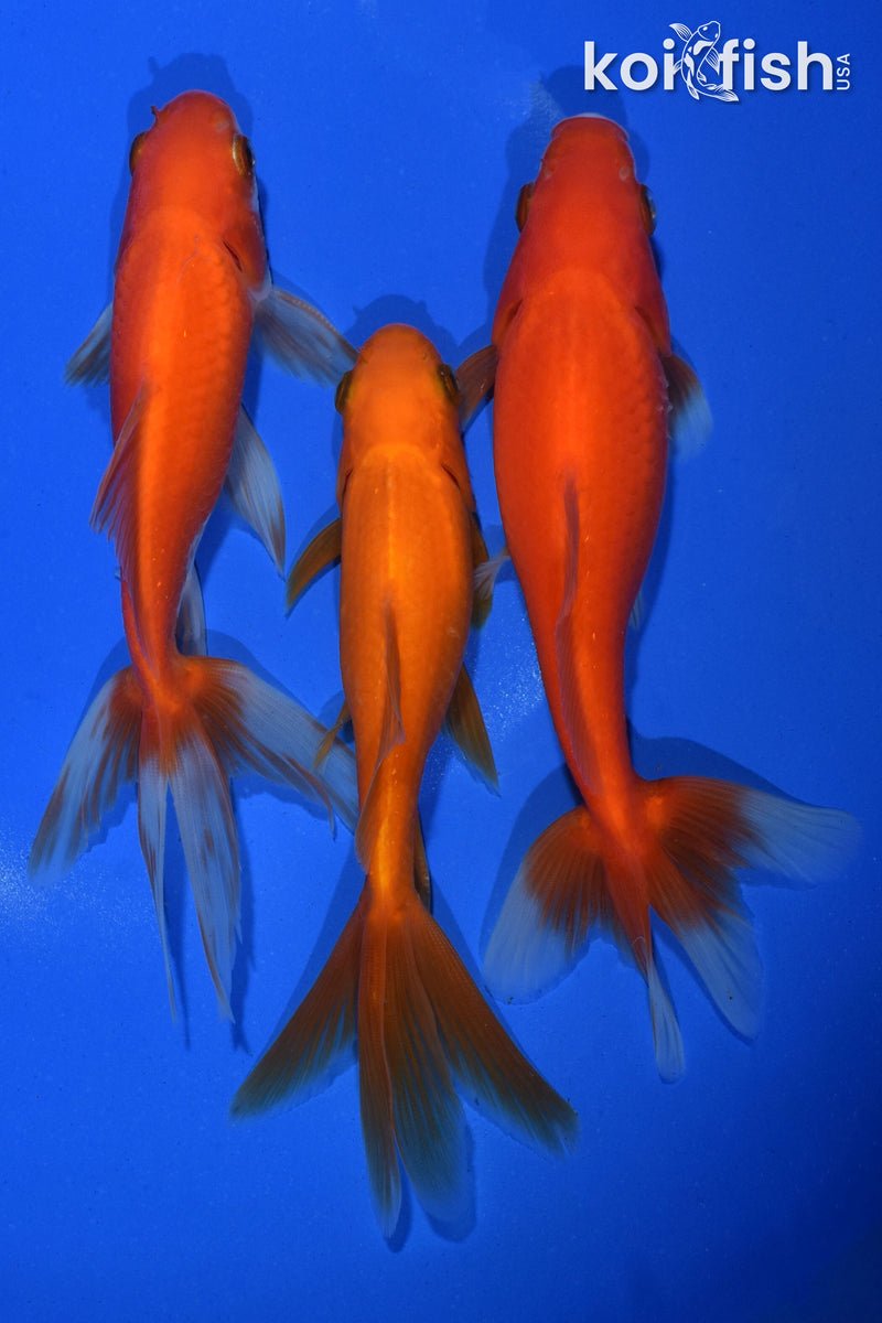 PACK OF (3) 5.5-6" WAKIN GOLDFISH