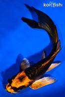 6.25" BENI KIKOKURYU BUTTERFLY