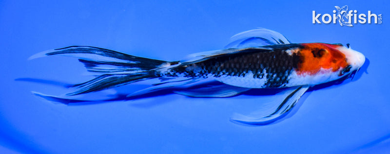 7.5" BEINI MATSUKAWABAKE BUTTERFLY