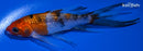 4.5" GINRIN SANKE BUTTERFLY