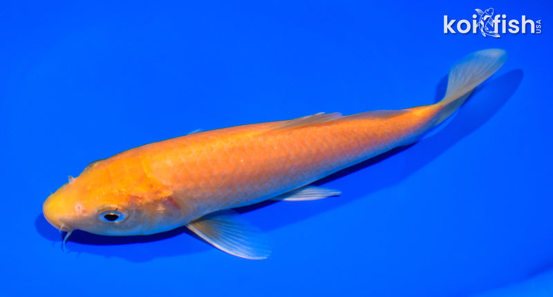 7.5" KIGOI