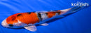 6.5" YAMATO NISHIKI