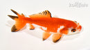 4.5" WAKIN GOLDFISH