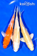 6.5 - 6.75" PACK OF (3) STANDARD KOI