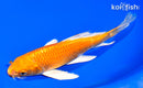 7.75" ORENJI OGON BUTTERFLY