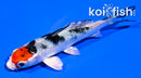 4"YAMATO NISHIKI