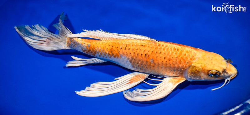 14" HARIWAKE BUTTERFLY