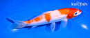 5.5" KOHAKU