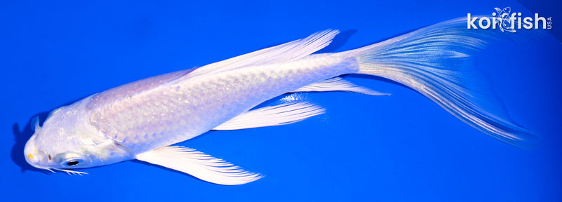 5.75" PLATINUM OGON BUTTERFLY