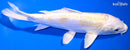 6.75" DOITSU LEMON HARIWAKE