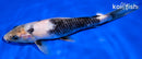 8" SHIRO UTSURI