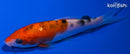 4.75" SANKE