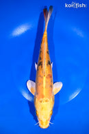 10.25" DOITSU KI BEKKO