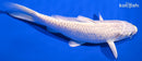 6" LEMON HARIWAKE