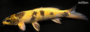 12.5" KIN KI UTSURI
