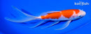 7.75" KOHAKU BUTTERFLY