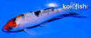 4.5" HOODED SANKE