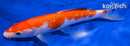 7.5" GINRIN KOHAKU