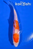 4.75" GINRIN NIDAN KOHAKU