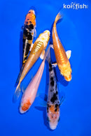 PACK OF (5) 4-5" STANDARD KOI