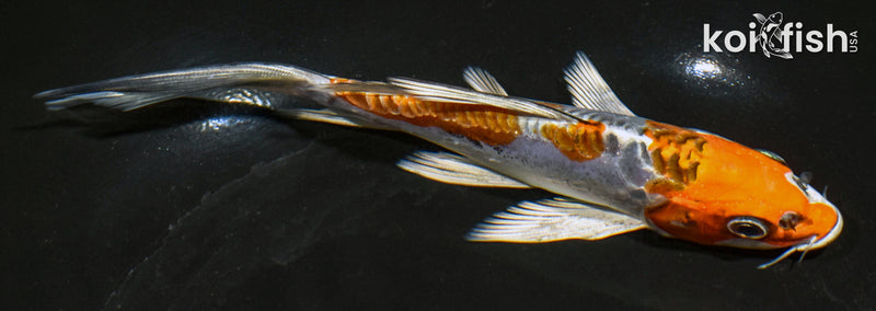 6" ARAGOKE BENI KIKOKURYU BUTTERFLY