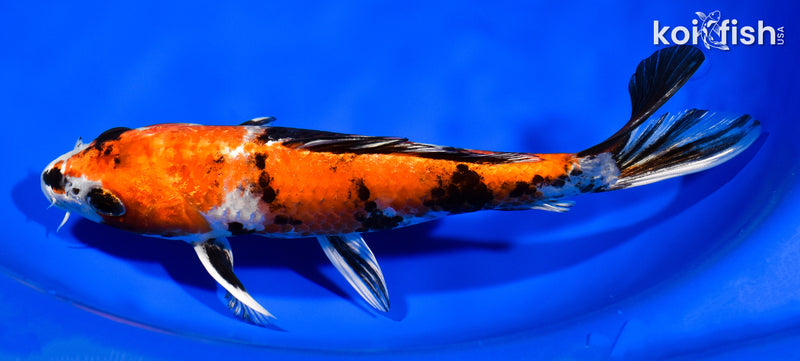 8.25" KIN SHOWA