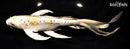 9.25" KIN KIKOKURYU BUTTERFLY