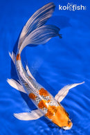 8.25" KUJAKU BUTTERFLY