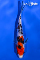 5.25" DOITSU SANKE