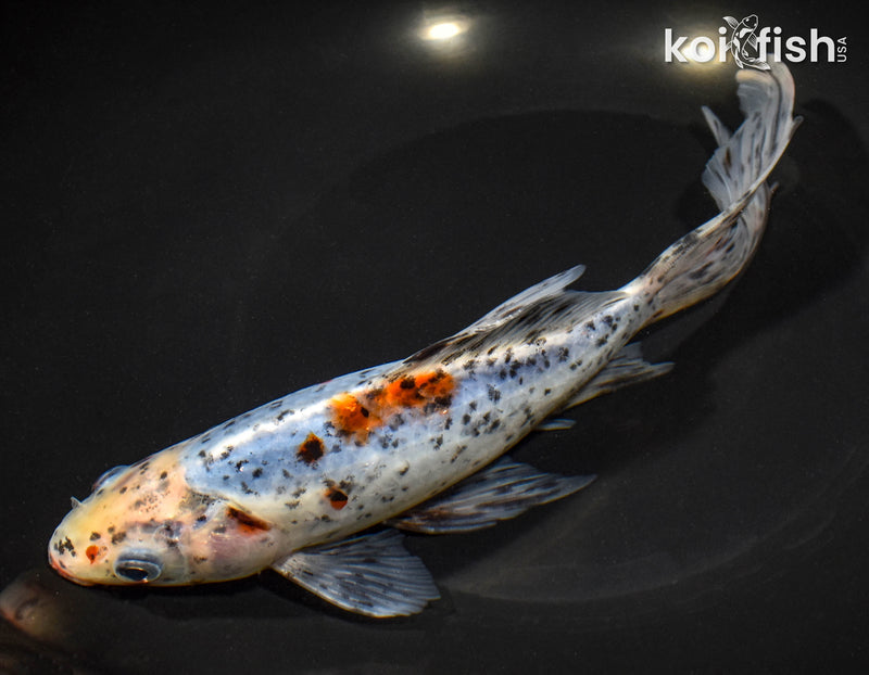 9" SHUBUNKIN GOLDFISH