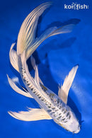 9.5" GINRIN DOITSU KUJAKU BUTTERFLY