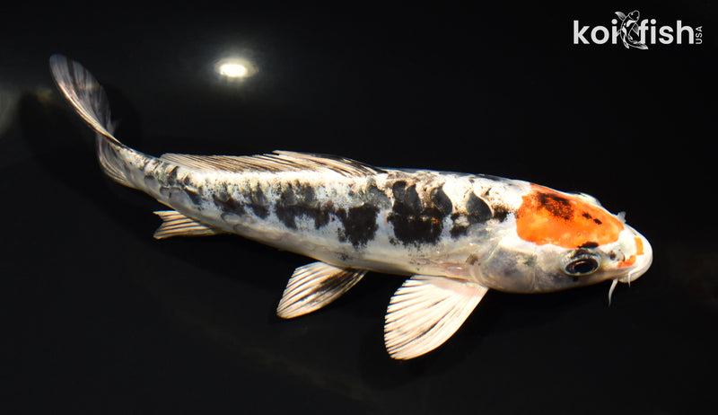 7.5" HEISEI NISHIKI
