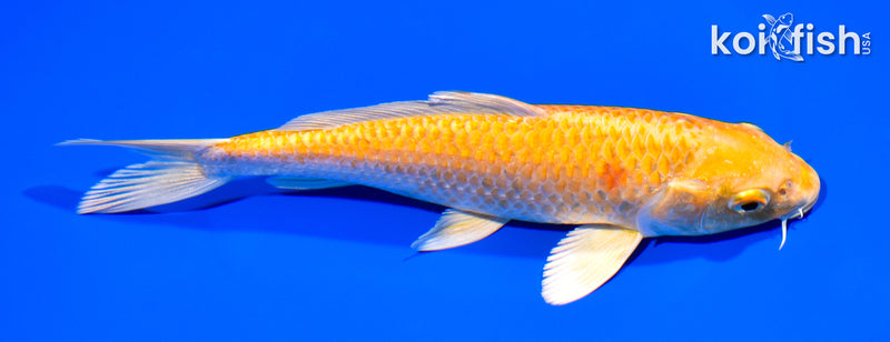 7.25" YAMABUKI OGON