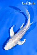 5.5" PLATINUM OGON BUTTERFLY