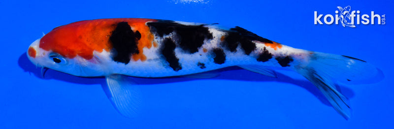 5.5" SANKE