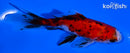 4.5" CALICO WAKIN GOLDFISH