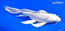 9.75" ARAGOKE PLATINUM OGON BUTTERFLY