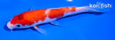 5.5" ARAGOKE KOHAKU