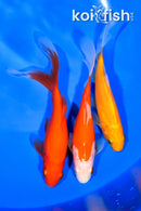 PACK OF (3) 5-5.5" COMET GOLDFISH