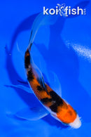 4.5" SANKE BUTTERFLY