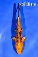4" KIN HI UTSURI