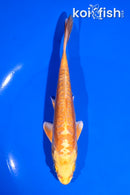 5.5" DOITSU YAMABUKI OGON